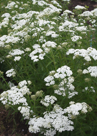 Achillea millefolium 'Snowsport'